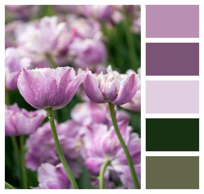 Flower Purple Tulip Petals Image